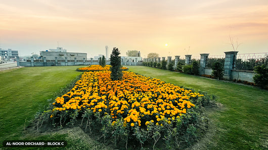 Al-Noor Orchard Block C Park
